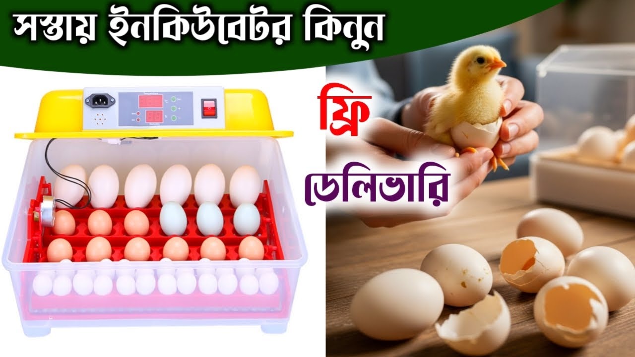 অটো ইনকিউবেটরের দাম কত? জেনে নিন Auto Incubator Price in Bangladesh - Popular Incubator