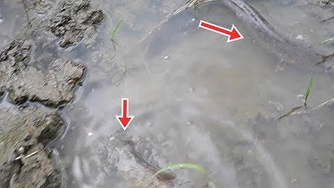 Trời đang mưa đi tìm cá rô vượt cạn bắt | Catch perch, snakehead fish on the field