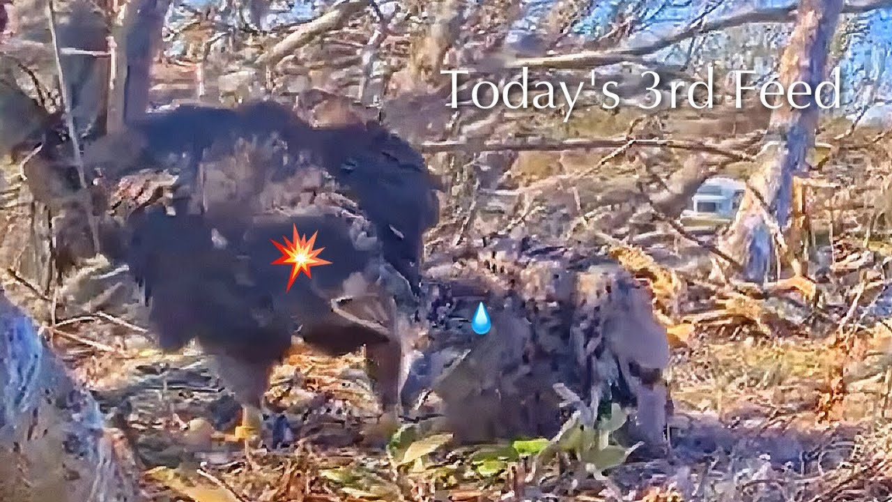 #307🦅🐥45°🐥40°／Winter Park Eagle Nest 2026／Against All Odds:One-Eyed Mom／Wink💗Atlas