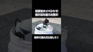 微笑ましい光景が一転！初めて見たので驚きました　 #チワワ  #chihuahuafanclub  #犬のいる生活 #犬  #dog  #chihuahua #dogs  #子犬