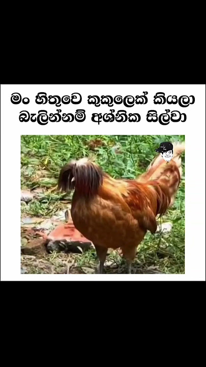 දැකල තියෙනවා ද බලන්න 😂😂😂😂😂 #funny #comedy #jokes #memes