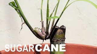 Propagating SUGARCANE in a Container