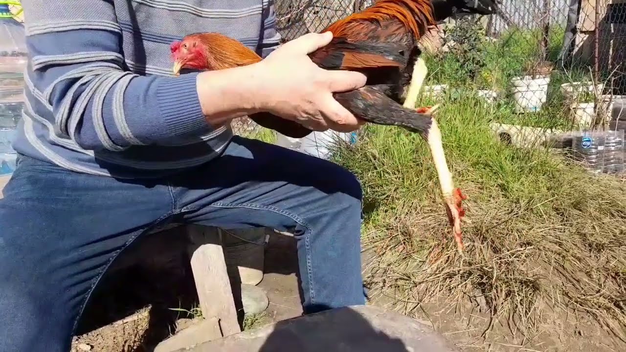 horozların ayaklarındaki nasırlar neden olur nasıl tedavi edilir... #nasırtedavisi 353