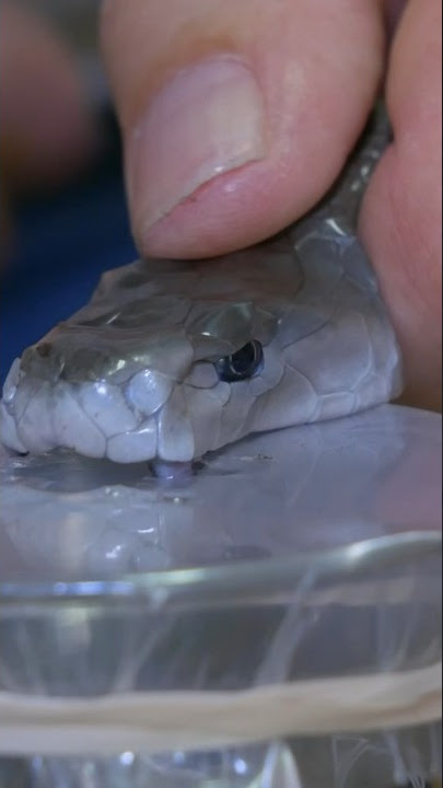 Collecting Black Mamba Venom