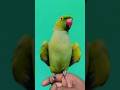 Cute Dancing  Parrot 😍🦜 #shorts #DancingParrot  #CuteParrot  #greenparrot  #ViralShorts  #FunnyBird