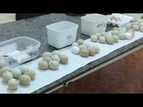 Vídeo: Quantos Ovos De Galinha São Armazenados Na Geladeira