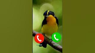 New ringtone #ringtone #smartphone #music #ringtones