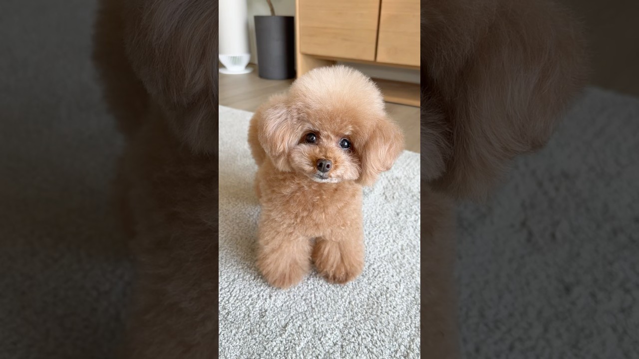 お留守番中、ママに赤ちゃんのお世話を頼まれた〜😅