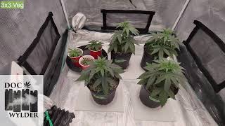NEW GENETICS!  DOC WYLDER AND TURPENETIME!  ORGANIG GARDENING W ZOLTRIX GROWER  #epic #tnbco2