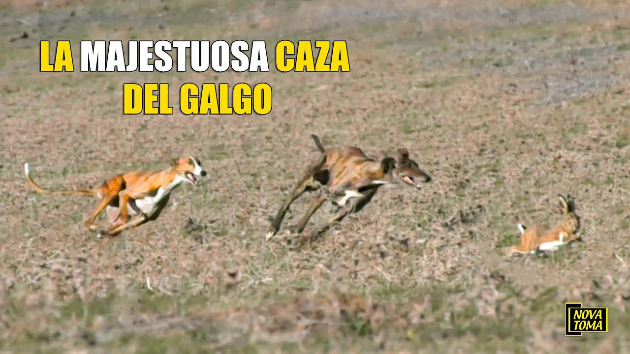 LA MAJESTUOSA CAZA DEL GALGO