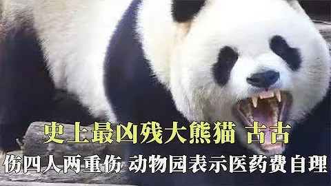 史上最凶残大熊猫古古，连伤四人没有惩罚，动物园还想找伤者要钱！【西风探瘦马】 - 天天要闻