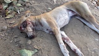 We thought she was dead…amazing recovery of street dog We thought she was dead…amazing recovery of street dog