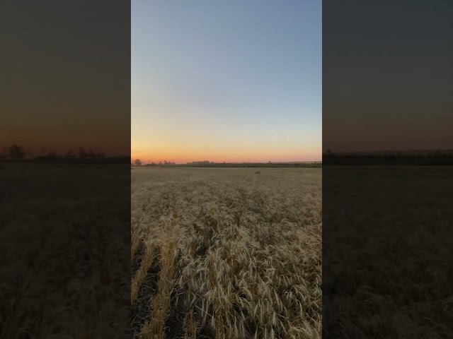 Harvest Sunset, Saskatchewan