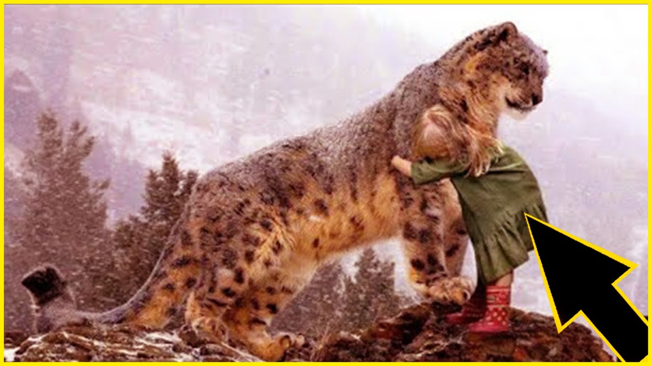 She approached this snow leopard and hugged it! Later, something ...