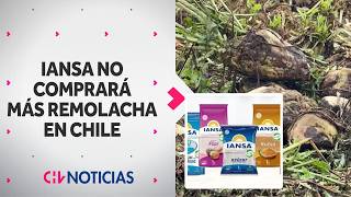 Iansa deja a remolacheros en lenta agonía: Empresa no comprará más remolacha nacional - CHV Noticias