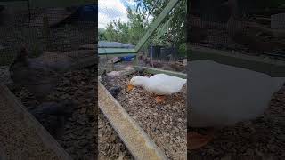 Matilda The Duck Meets New Chicks Rude