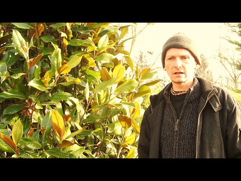 Videó: Magnolia virágok. Gondozás, szaporodás