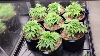 Grow Journal Day 14 Veg - Final 7 Gal Smart Pot Transplant - Purple Punch Bruce Banner