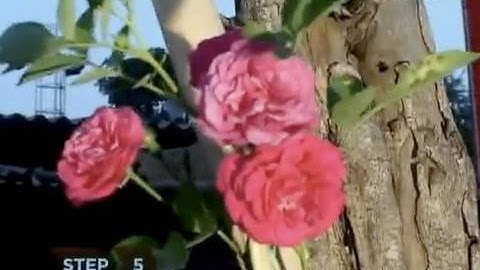 How to Train Climbing Roses