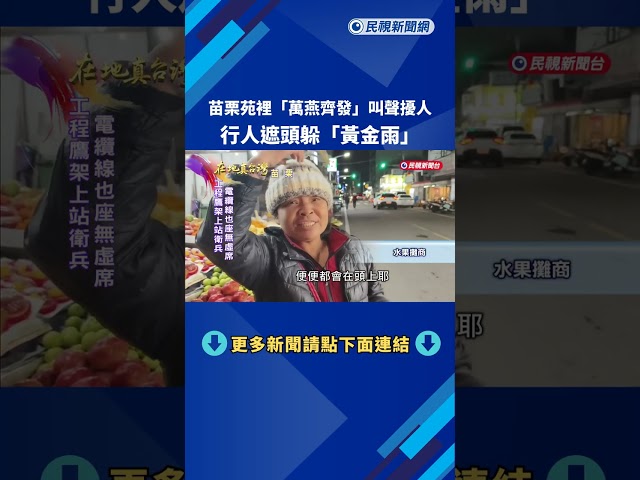 苗栗苑裡「萬燕齊發」叫聲擾人　行人遮頭躲「黃金雨」－民視新聞