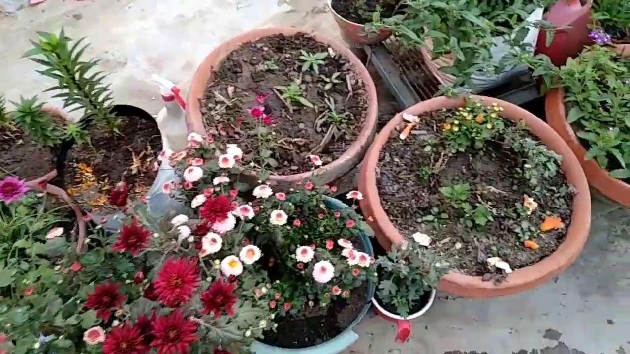 184: Another organic liquid fertilizer for any flowering or fruiting