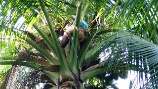 Village man climbs coconut tree