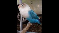 LoveBird Ngetik Ngekek Panjang Terbukti Ampuh Pemancing Love Bird Ikut Ngekek - Durasi: 25:28. LoveBird Ngetik Ngekek Panjang Terbukti Ampuh Pemancing Love Bird Ikut Ngekek - Durasi: 25:28.