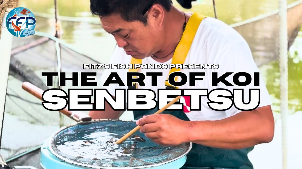 Перед сбором урожая: скрытый мир сэнбэцу