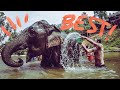 BEST ELEPHANT SANCTUARY ▼ CHIANG MAI - THAILAND