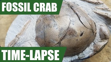 Fossil crab find and prep: from rock to collectable piece (time-lapse) 4K