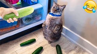 😁😁Try Not to Laugh 2024😁 New Funny Dog and Cat Video 2024😹🐶 Part 8