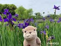 図書館のうた