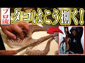 【料理篇】これがプロの捌き方！タコが美味しい状態になるまで【明石蛸】