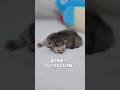 育児放棄？？70gで生まれた子猫...