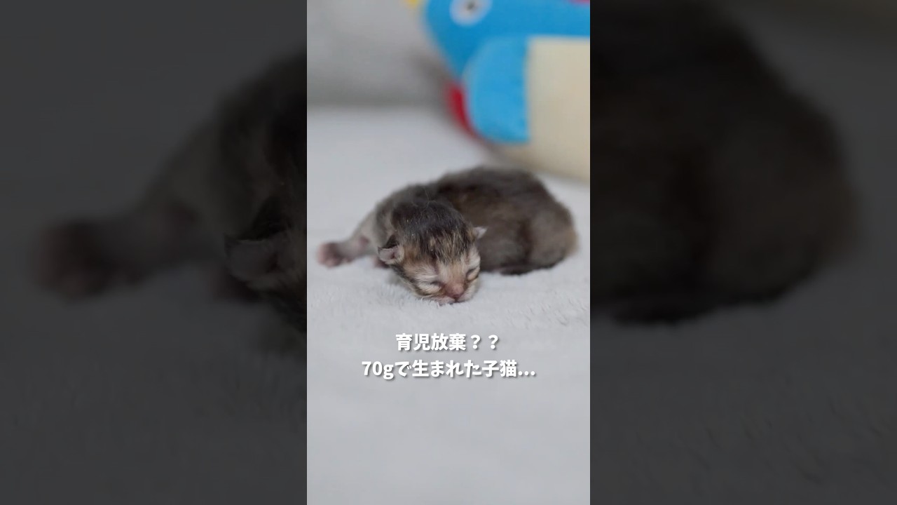 育児放棄？？70gで生まれた子猫...