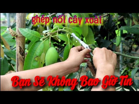 Video: Làm Thế Nào để Ghép Một Cây Sồi? Khi Nào Bạn Có Thể Ghép Cây Sồi Từ Rừng đến địa điểm? Làm Thế Nào để đào Và Trồng Một Cách Chính Xác? Làm Thế Nào để Nuôi Một Cây Con Non?