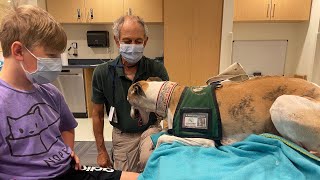 NIH day 5: Therapy dogs at the NIH