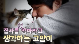 집사를 진짜 엄마라고 생각하는 고양이! My cat thinks I'm his mommy