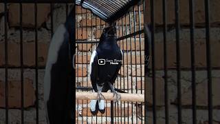 Download Lagu Suara Kacer Watang, Kacer Kalimantan, Kacer Wulung, Kacer Tretes #birds #shortsvideo #masterankacer MP3