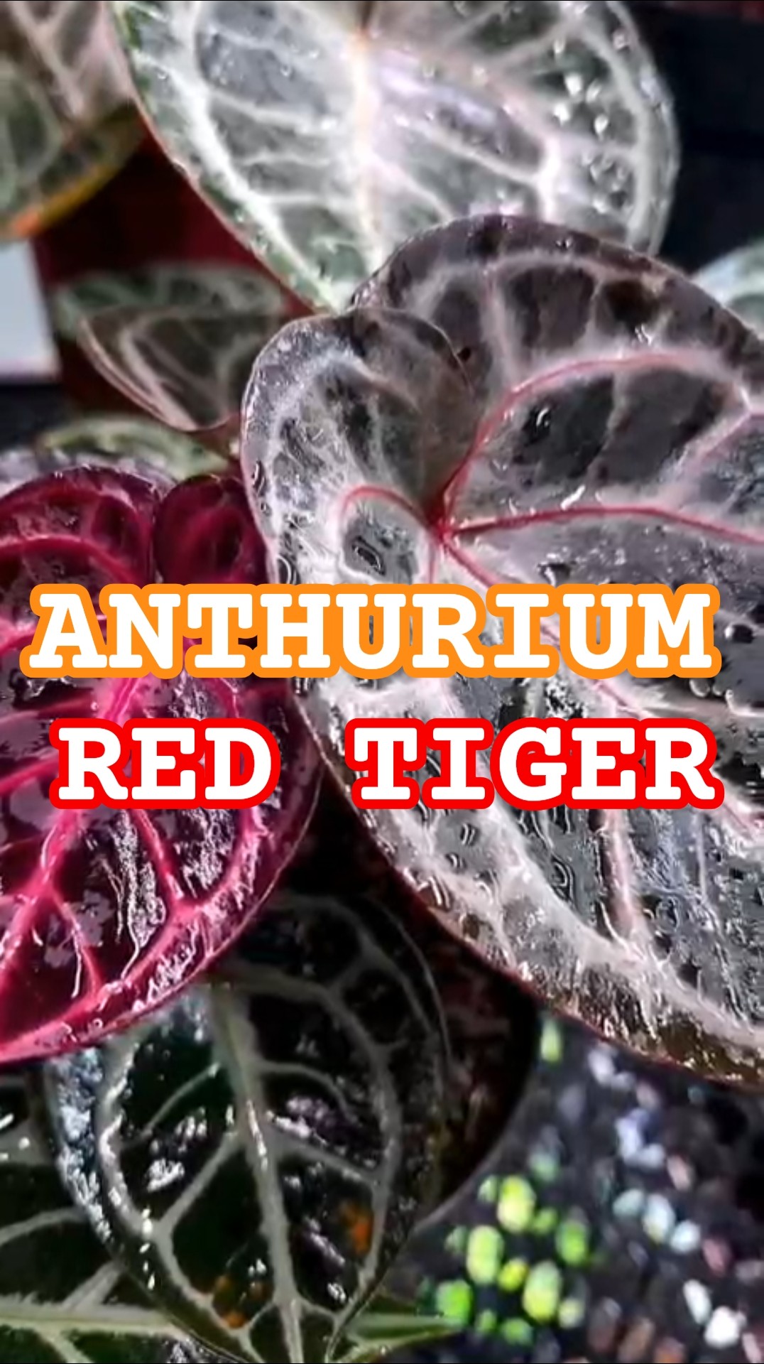 🌿 Stunning Anthurium Red Tiger – Rare Velvet Beauty – Care Tips