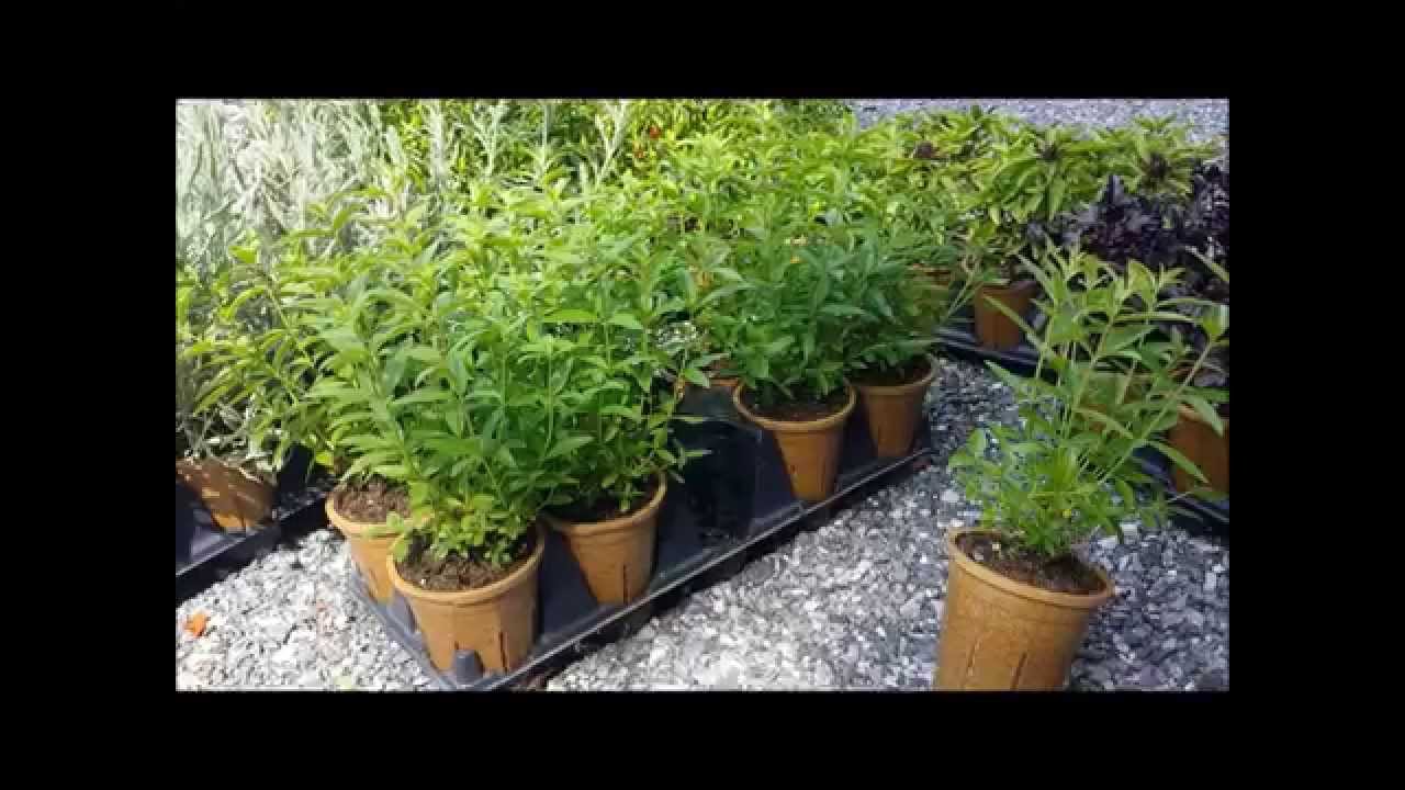 Best Herbs - Lemon Verbena
