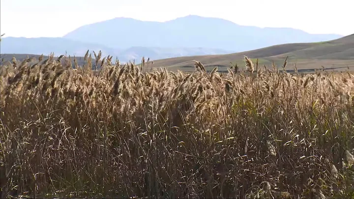Blacklock Phragmites Control Project