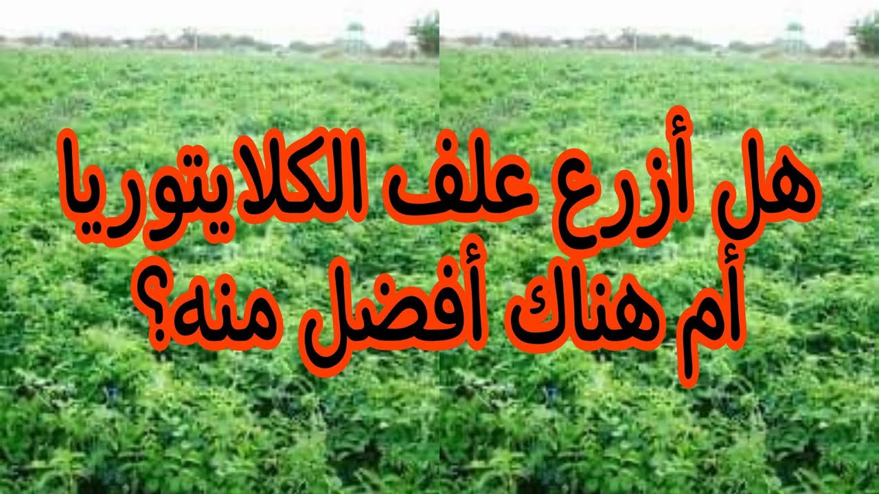 زراعة علف الكلايتوريا.. هل أزرعه أم هناك أفضل منه؟