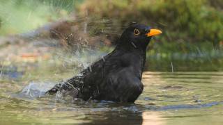 Blackbird Sound