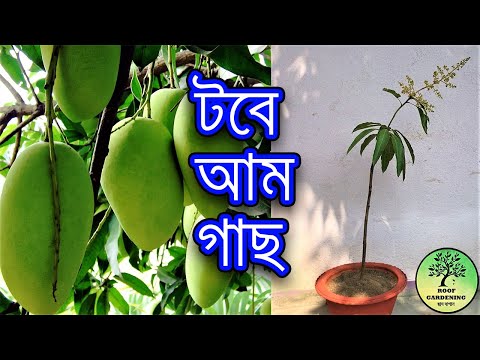টবেই করুন আম গাছ, খুব সহজেই / Grow Mango Plant In Container, Easily