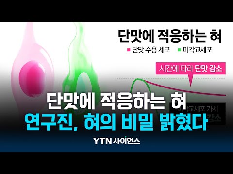 혀의 비밀 밝혔다 | <strong>과학뉴스</strong> 24.11.21