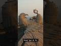world biggest bird 🤯😱😨✨ #viral #trending #popular #shorts