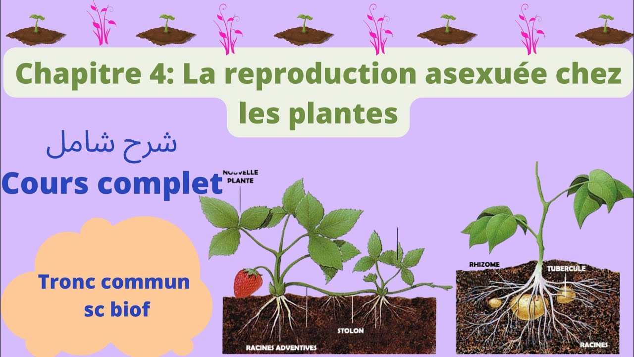 TCSC biof : la reproduction asexuée chez les plantes 📌 cours complet شرح شامل و بسيط