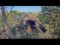 Young eagle attacked the nest...  Merikotkas  Estonia