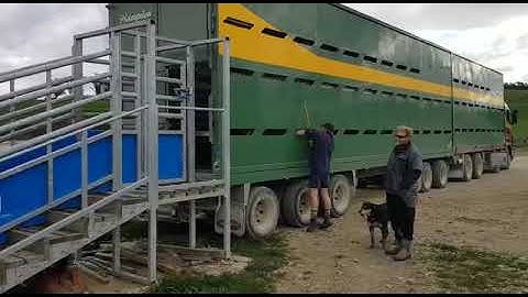 Unloading Cattle with a Te Pari Stepped Ramp